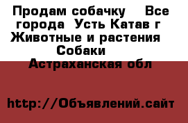 Продам собачку  - Все города, Усть-Катав г. Животные и растения » Собаки   . Астраханская обл.